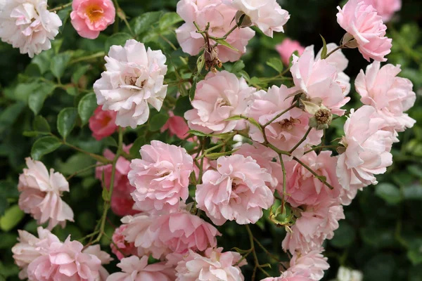 Krásný Růžový Keř Růží Kvetoucí Zahradě Detailní Fotografie Růžových Okvětních — Stock fotografie