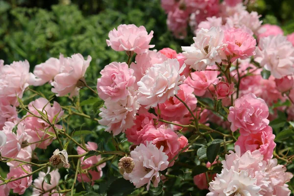 Růžové Květy Divoké Růže Kvetoucí Zahradě Letní Den Detailní Fotografie — Stock fotografie