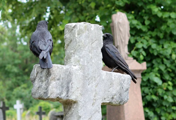 Corvo Seduto Una Croce Cimitero Inghilterra Regno Unito — Foto Stock