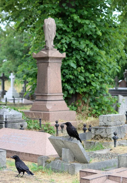 Cuervo Sentado Una Cruz Cementerio Inglaterra Reino Unido — Foto de Stock