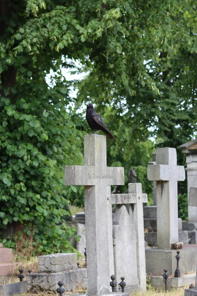 묘지에서 십자가 까마귀 — 스톡 사진