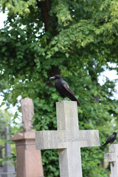 Crow Sitting Cross Temetőben Anglia Egyesült Királyság — Stock Fotó