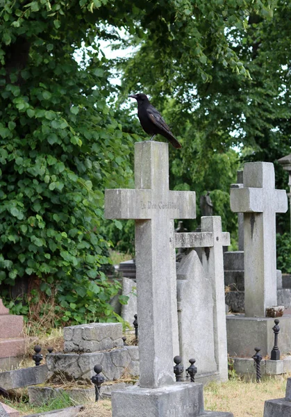 Letni Dzień Starym Cmentarzu Zabytkowe Nagrobki Zamykają Zdjęcie Spokojny Krajobraz — Zdjęcie stockowe