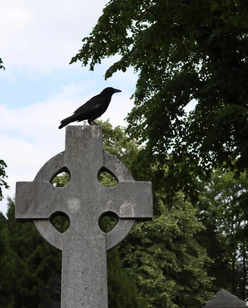 Kruk Siedzący Krzyżu Cmentarzu Anglia — Zdjęcie stockowe