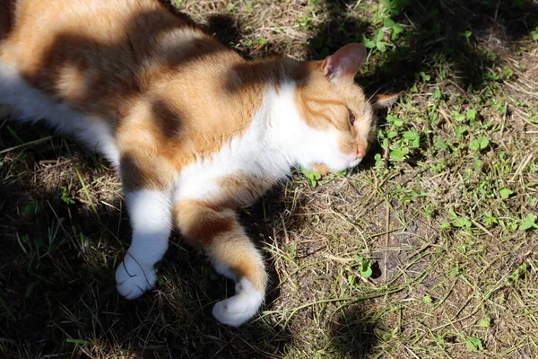 生姜猫躺在花园里的地上 猫在户外休息 夏日艳丽的照片 — 图库照片