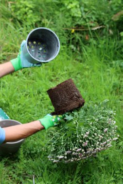 Bahçıvan bahçedeki yeni bir çömleğe kasımpatı çalısı naklediyor. Sonbahar bahçesi işe yarıyor. Güzel pembe çiçekler kapanıyor. Bahçe bakımı kavramı. 