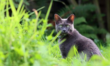 Yazın bahçedeki çimlerde saklanan gri kedi. Seçici odak. 
