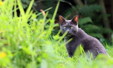 Yazın bahçedeki çimlerde saklanan gri kedi. Seçici odak. 