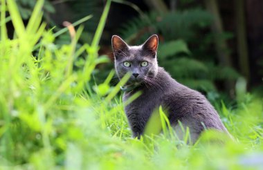 Yazın bahçedeki çimlerde saklanan gri kedi. Seçici odak. 