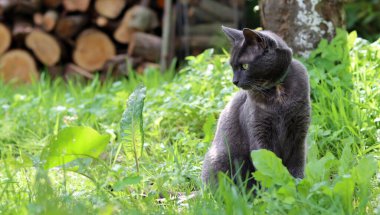Odun yığınının önünde yeşil çimlerin üzerinde oturan gri bir kedi.