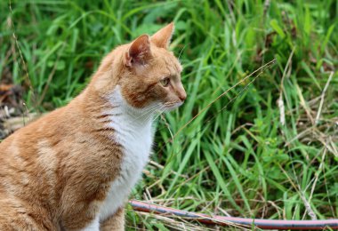 Bahçedeki yeşil çimlerde kızıl kedi. Portreyi kapat. Seçici odak