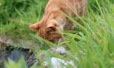 Bahçede ot yiyen sevimli kızıl kedi. Sığ alan derinliği