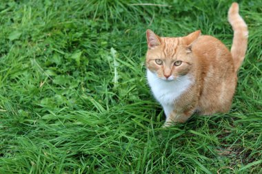 Bahçedeki yeşil çimlerde kızıl kedi. Portreyi kapat. Seçici odak
