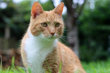 Bahçedeki yeşil çimlerde kızıl kedi. Portreyi kapat. Seçici odak
