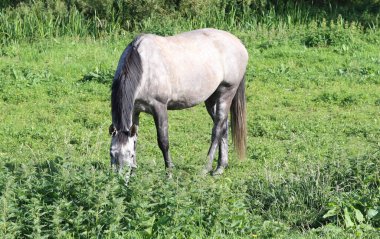 Güneşli bir yaz gününde kırsal alanda at otluyor.