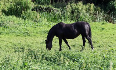 Güneşli bir yaz gününde kırsal alanda at otluyor.
