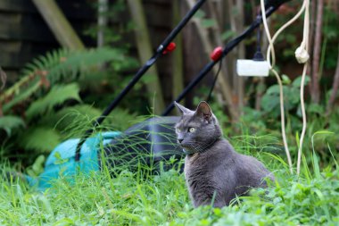 Bahçesinde yeşil çim biçme makinesi olan gri kedi.