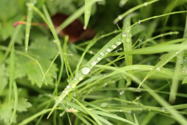Çiyli yeşil çimenler yakın plan düşer. Doğa arkaplanı.
