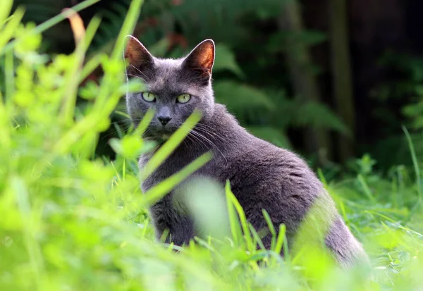 Gray cat hiding in the grass in the garden in the summer. Selective focus.