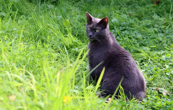 Gray cat on a green grass. Beautiful cat playing in a garden on sunny summer day. Space for text.