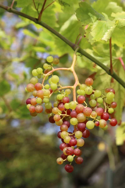 Ripe Grapes Vineyard Sunny Summer Day — Stock Photo, Image