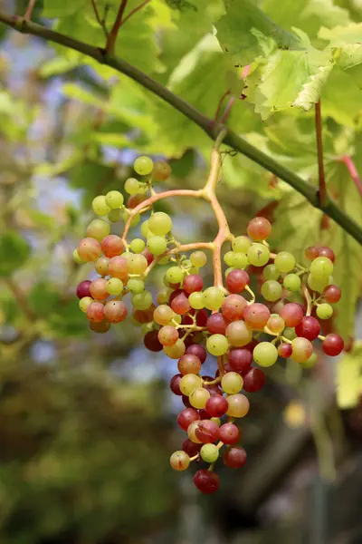 夏日阳光明媚 葡萄园里的葡萄成熟了 — 图库照片