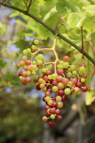 Ripe Grapes Vineyard Sunny Summer Day — Stock Photo, Image