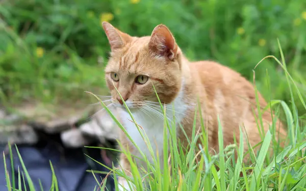 庭で草を食べているかわいいジンジャー猫 フィールドの深さ — ストック写真