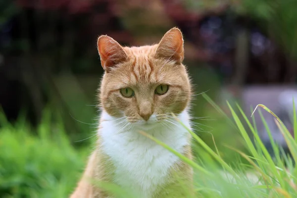 Ginger cat on green grass in the garden. Close up portrait. Selective   focus