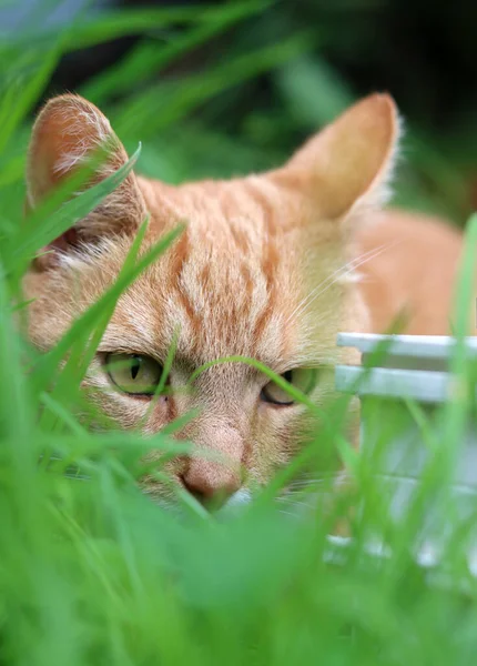 Ginger cat on green grass in the garden. Close up portrait. Selective   focus