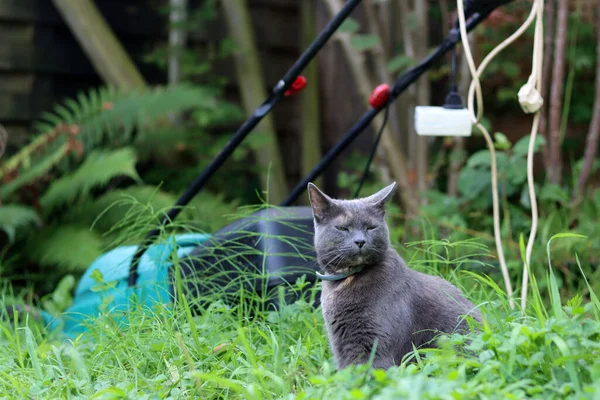 Graue Katze Auf Dem Rasen Mit Grünem Rasenmäher Garten — Stockfoto