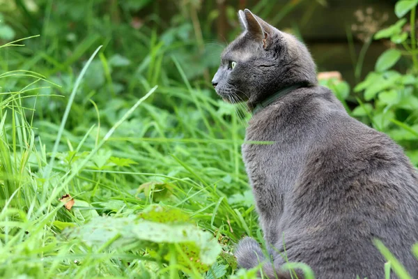 Gray cat on a green grass. Beautiful cat playing in a garden on sunny summer day. Space for text.