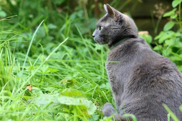 Yeşil çimenlikteki gri kedi. Güneşli bir yaz gününde bahçede oynayan güzel bir kedi. Metin için boşluk. 