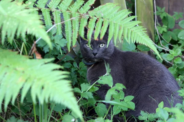 Gray cat sitting in the grass in the shade of fern leaves in the garden