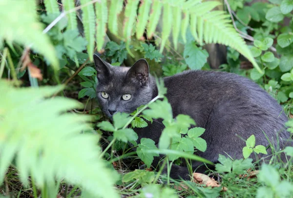 Gray cat sitting in the grass in the shade of fern leaves in the garden