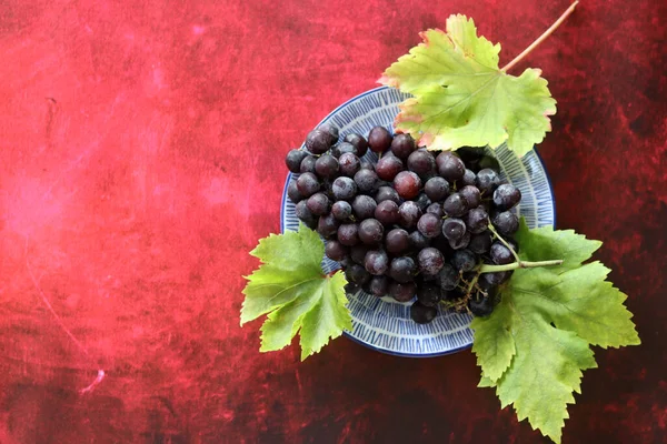 Banda Świeżych Czarnych Winogron Niebieskiej Misce Czerwonym Tle — Zdjęcie stockowe