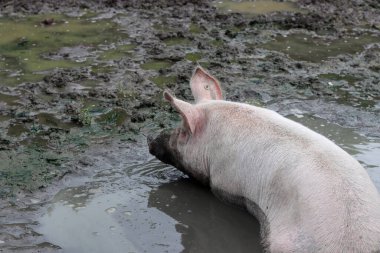 Çiftlikteki çamurdaki domuz, fotoğrafa yakın çekim. Çiftlik hayvanları konsepti. 