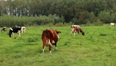 Çiftlik hayvanlarının fotoğrafı. İnekler yeşil bir alanda otlar. Hollanda kırsalında yaşamak.  