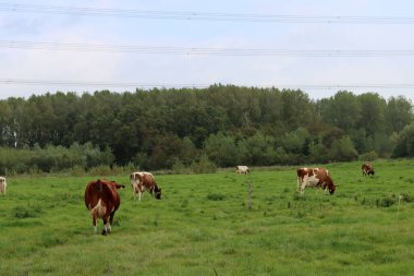 Çiftlik hayvanlarının fotoğrafı. İnekler yeşil bir alanda otlar. Hollanda kırsalında yaşamak.  