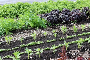 Baharın başlarında sebze bahçesinde büyüyen marul bitkileri, bazilika ve diğer otlar.