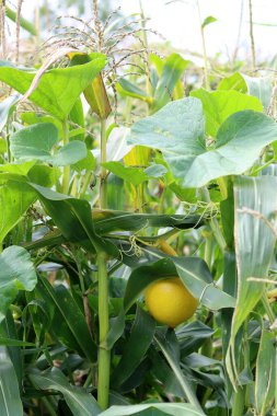 Tarlada büyüyen mısır bitkisi, sığ alan derinliğindeki fotoğraflara yakın çekim
