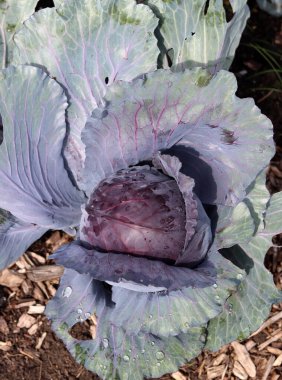 Sebze bahçesinde organik lahana. Sağlıklı gıda konsepti.