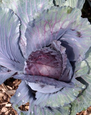 Sebze bahçesinde organik lahana. Sağlıklı gıda konsepti.