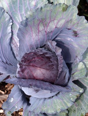 Sebze bahçesinde organik lahana. Sağlıklı gıda konsepti.