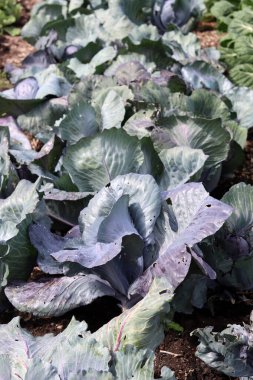 Sebze bahçesinde organik lahana. Sağlıklı gıda konsepti.