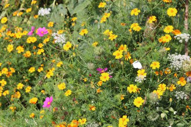 Kaliforniya Poppy 'nin sarı çiçekleri (Escholzia calinica)