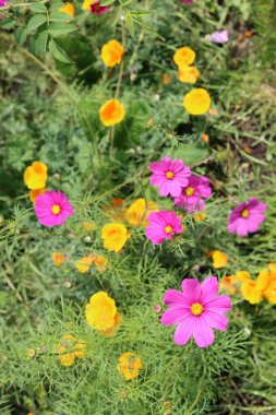 Kaliforniya Poppy 'nin sarı çiçekleri (Escholzia calinica)