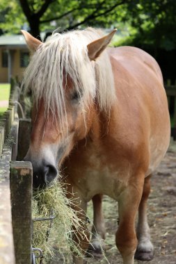İzlanda atı bir çiftliğin otlağında saman yiyor