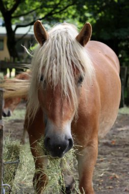İzlanda atı bir çiftliğin otlağında saman yiyor