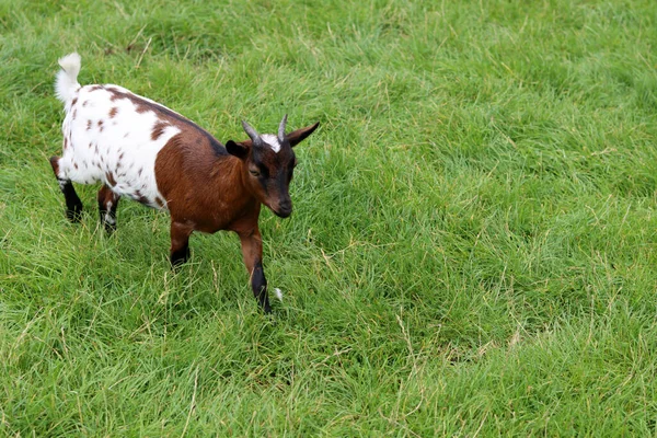 Pâturage Chèvres Dans Une Prairie Verte Ferme Laitière Photo Gros — Photo